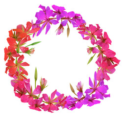 colored flowers in spring