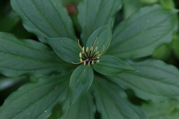 The flower of the crow's eye with green leaves close-up. grass, poisonous plant. poisonous berry in the forest