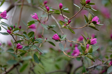 Pink rhododendron flower. A large bush blooming Rhododendron in the garden. flowering bushes, flowers, red rhododendrons;