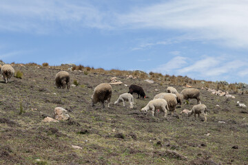 Sheep feeding on top of a mountain in Peru (South America) with blue sky in the background. Concept of animals and nature.