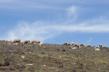 Sheep feeding on top of a mountain in Peru (South America) with blue sky in the background. Concept of animals and nature.