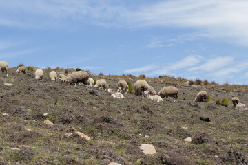Sheep feeding on top of a mountain in Peru (South America) with blue sky in the background. Concept of animals and nature.