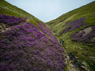The beautiful heather fields at Peak District National Park - travel photography
