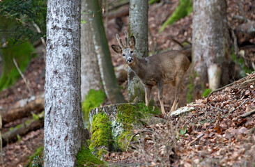 Chevreuil (Capreolus capreolus) brocard en velours. Alpes. France © Gerard Vaglio
