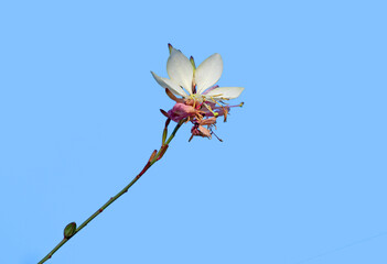 A sparkle white gaura flower 