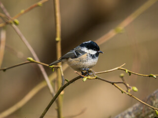 Coal Tit Perched on a Branch