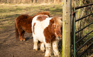 Shetland pony in a meadow