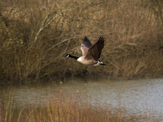Fototapeta premium Canada Goose in Flight Over a Pond