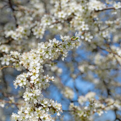 Blühener Schlehdorn, Prunus spinosa, im Frühling