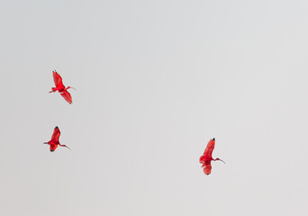 scarlet ibis in the sky - obrazy, fototapety, plakaty