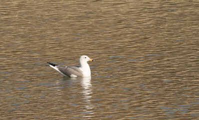 An Armenian gull swimming at the river