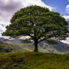 Obraz premium Amazing landscape and nature of Lake District National Park - travel photography