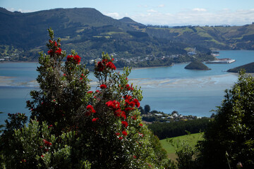 View from Larnach Castle 