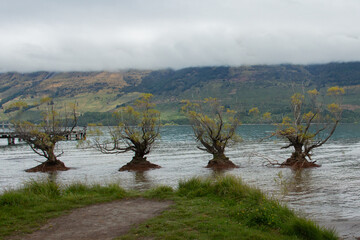 Row of trees in lake