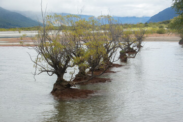 Row of trees in water in Glenorchy