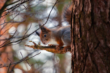 Naklejka na ściany i meble Eurasian red squirrel (Sciurus vulgaris) sits on a tree branch and looks straight at the camera. Beautiful background with bokeh. Autumn in Eastern Europe, Riga, Latvia