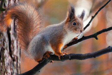Closeup eurasian red squirrel (Sciurus vulgaris) sits on a tree branch. Squirrel paws with claws. Beautiful autumn colors on background. Background with bokeh. Autumn in Eastern Europe, Riga, Latvia
