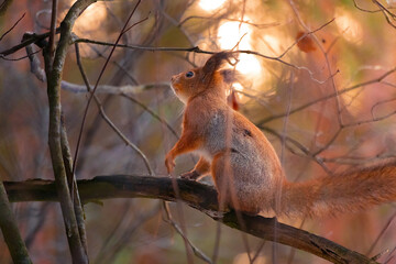 Closeup eurasian red squirrel (Sciurus vulgaris) sits on a tree branch. Squirrel paws with claws. Background with beautiful autumn colors. Background with bokeh. Autumn in Eastern Europe, Riga, Latvia