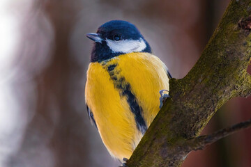Fototapeta premium Closeup photo of great tit (big tit, Parus major) sits motionless on a tree branch and looks straight at the camera.Background photo of a beautiful tit with bokeh.Winter in Eastern Europe, Riga,Latvia