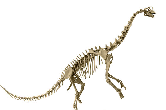 Ein freigestellter Skelett von einem Europasaurus &uuml;ber wei&szlig;em Hintergrund