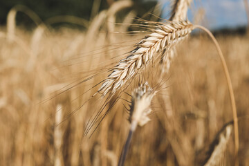 Wheat field with spikelets close up, background with wheat spikelets. Agricultural wheat field under blue sky. Rich harvest theme. Rural autumn landscape with ripe golden wheat.
