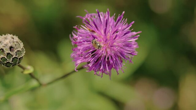 Bee Seeking Pollen On a Purple Flower. Macro Shot 4k