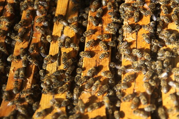 bees in the apiary