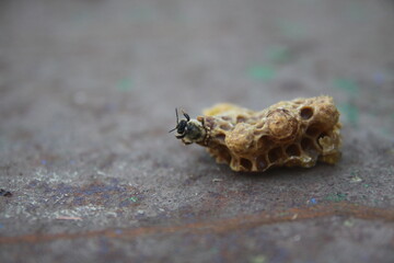 bee in the house