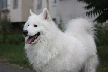 big white dog