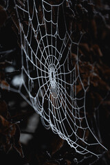 gefrorenes Spinnennetz