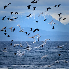 Flock of seagulls and crows flying over the ocean with snow covered mountains in the background.jpg