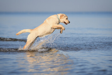 Naklejka premium happy labrador puppy jumps up in the water on the beach