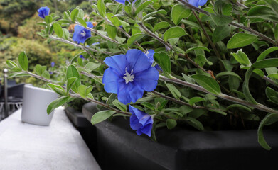Shaggy dwarf morning glory or Evolvulus nuttallianus blue flower blooming in a square pot.