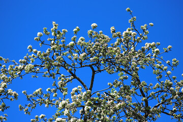 Branches of a blossoming apple-tree against the blue sky