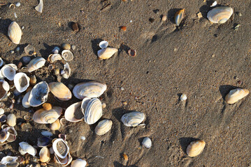 Fototapeta na wymiar Seashells on sand. Summer beach background. Top view