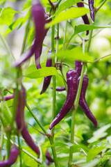 Purple buena mulata hot chili peppers growing on the vine in a home kitchen garden