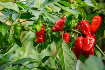 Red and green habanero peppers, the 'Hot Paper Lantern' variety, growing on the vine in a home organic garden - 558767750