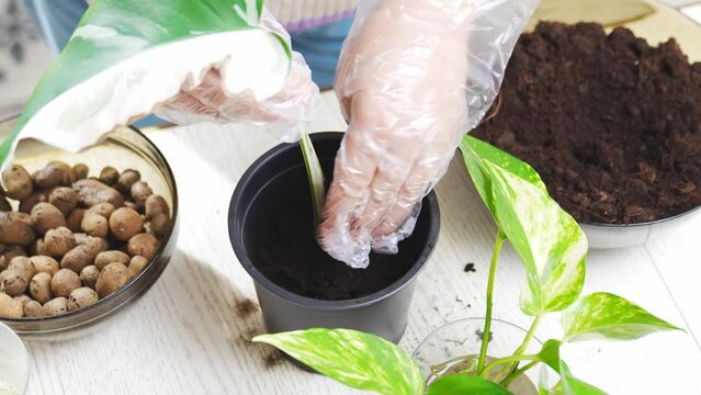 a woman transplants a houseplant sprout into the pot. Scindapsus golden.