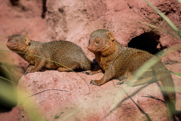 Full body of yellowish red common dwarf mongoose