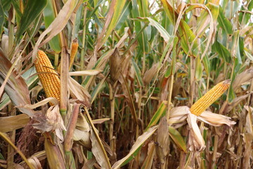 corn in the field