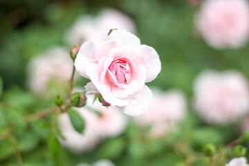 Pink rose, flower. Flower garden. flower on a spring day. colorful flower. floral decoration. flower for design. copy space