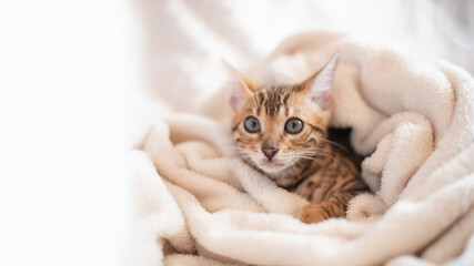 Portrait of bengal cat covered in white warm blanket, feline kitten lying on the sofa.The most expensive cat breed in the world.Typography design with cat and white space for text
