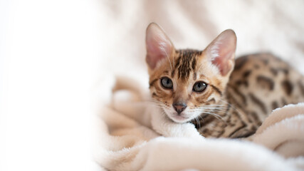 Portrait of bengal cat covered in white warm blanket, feline kitten lying on the sofa.The most expensive cat breed in the world.Typography design with cat and white space for text