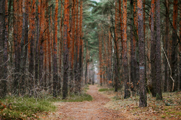 Obraz premium Path in the woods with tall pine trees - autumn forest landscape