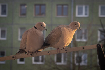 Eurasian collared dove couple