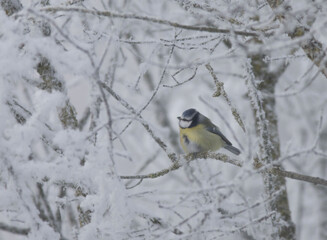 Petite mésange bleue un matin d'hiver