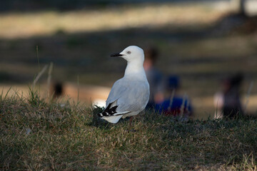 Seagull 2