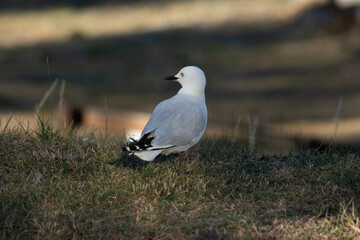 Seagull