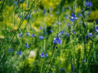 Flowers in the garden
