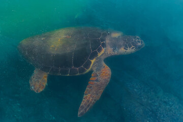 Fototapeta premium Sea green turtle feeding on algae on the seabed near the shore, animals of the mediterranean sea. Turtle - Caretta caretta selective focus